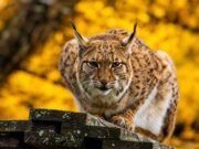 Zoo et piscine des Marécottes : vivez une aventure familiale au sommet des Alpes valaisannes Zoo et piscine des Marécottes