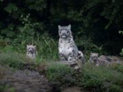 Les meilleurs zoos de Suisse : plongez dans des univers animaliers exceptionnels