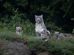 Les meilleurs zoos de Suisse : plongez dans des univers animaliers exceptionnels