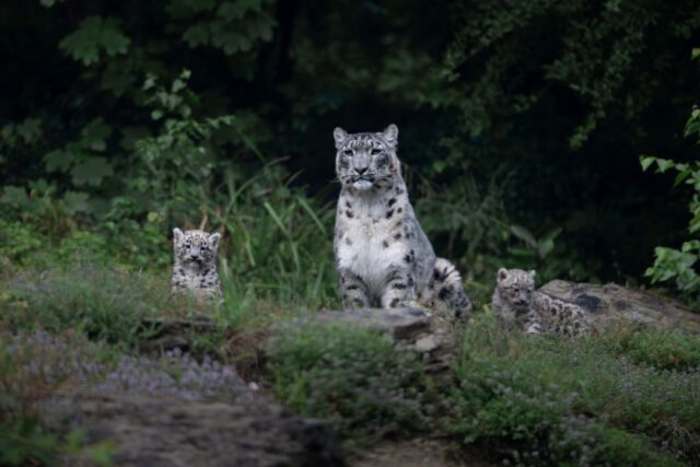 meilleurs-zoos-suisse