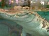 Le Tropiquarium de Servion : vivez l’aventure tropicale en famille au cœur du canton de Vaud Tropiquarium de Servion