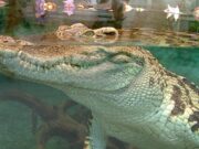 Le Tropiquarium de Servion : vivez l’aventure tropicale en famille au cœur du canton de Vaud Tropiquarium de Servion