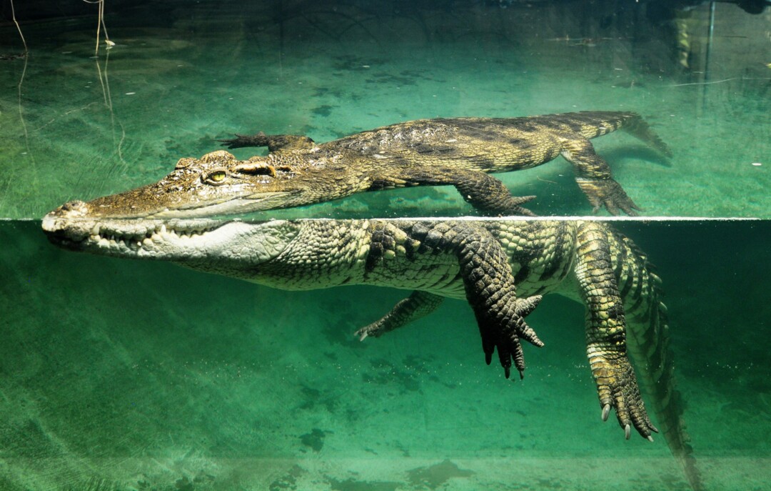 Tropiquarium de Servion