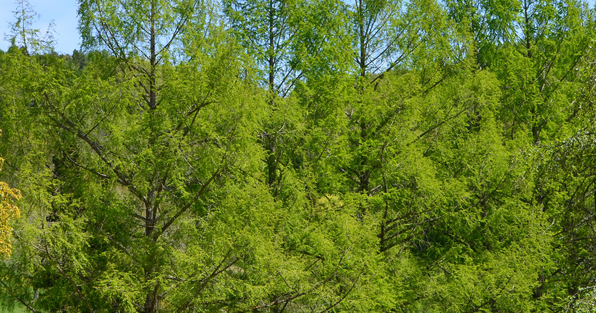 Arboretum du Vallon de l’Aubonne : guide de visite