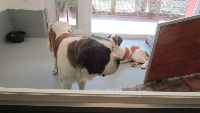 Deux chiens saint-bernards dans leur espace à Barryland à Martigny