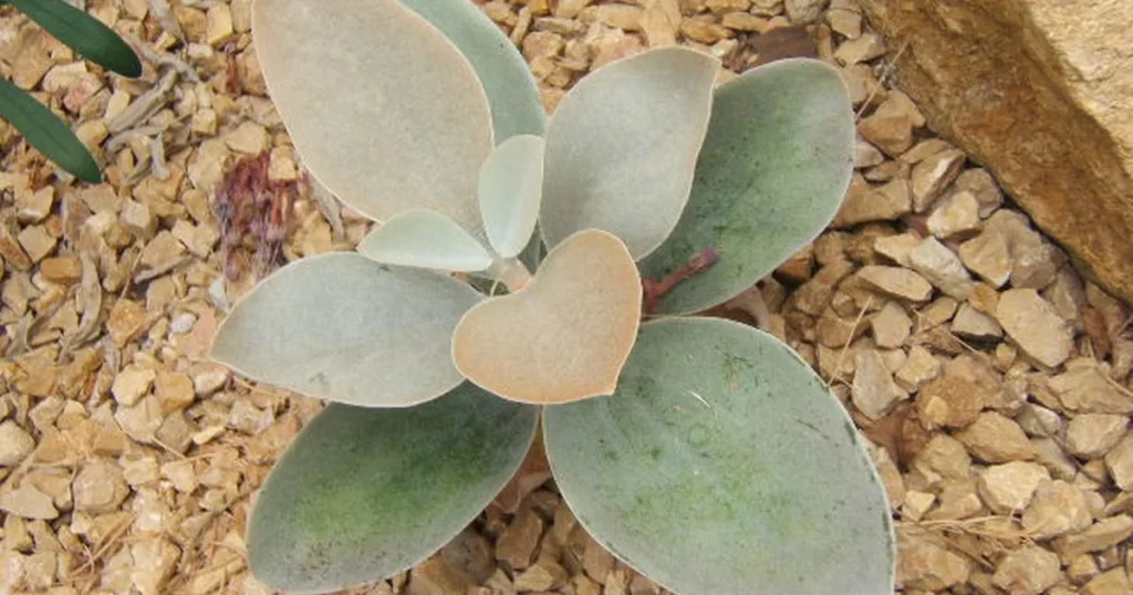 Kalanchoe orgyalis cultivé au Jardin botanique de Neuchâtel